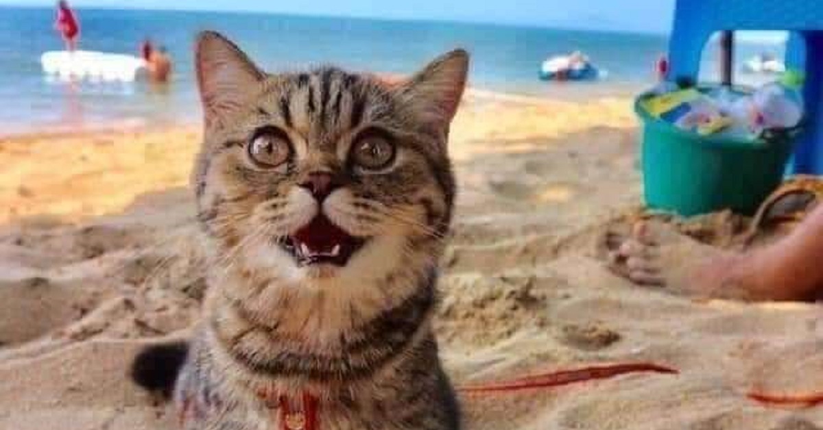 Gatto va in spiaggia per la prima volta, la sua felicità è incontenibile