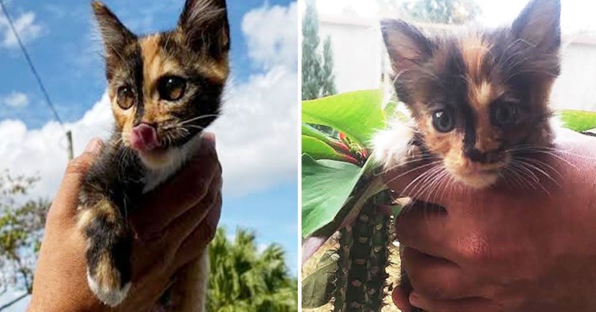 Haru, il gattino salvato da un rettile (video)