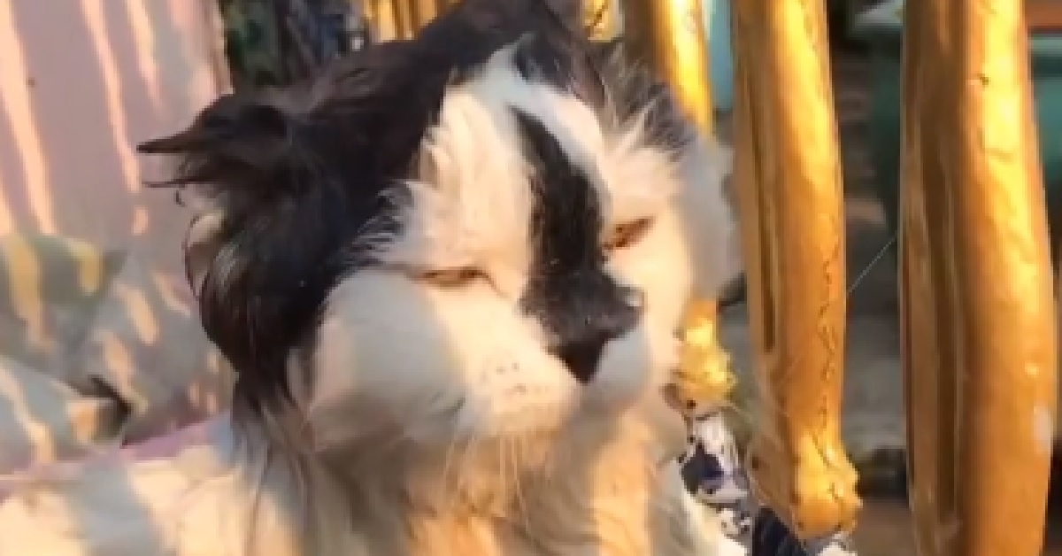 Il gattino torna a casa pieno di fango e viene lavato: il video è esilarante