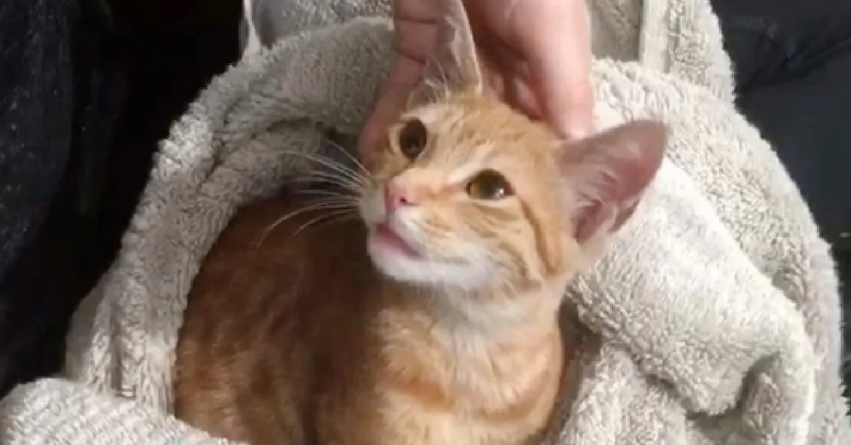 Il salvataggio del gattino randagio Red (VIDEO)
