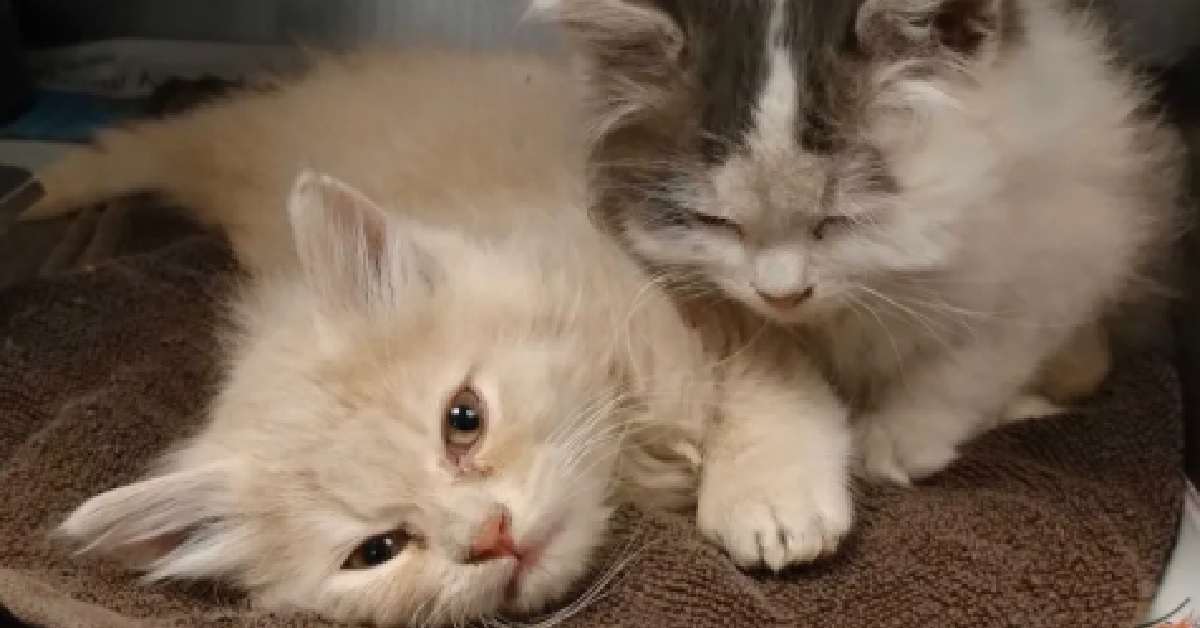 Il salvataggio di 2 gattini, coccolati dal bulldog Pickles (VIDEO)