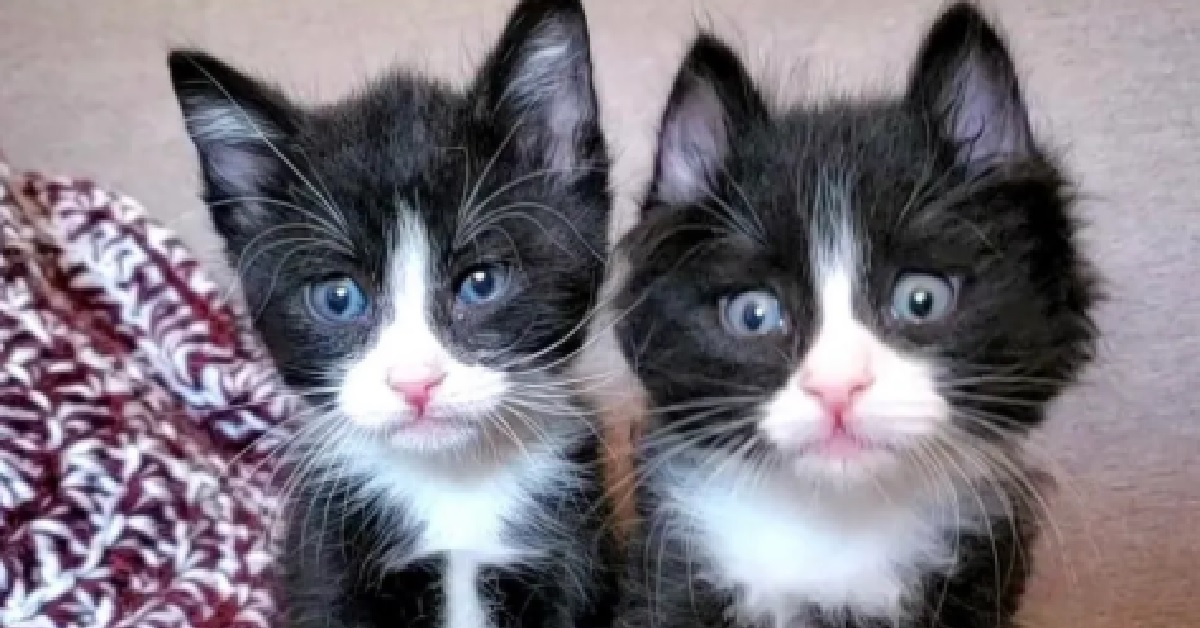 Il salvataggio di due gattini appena nati (VIDEO)