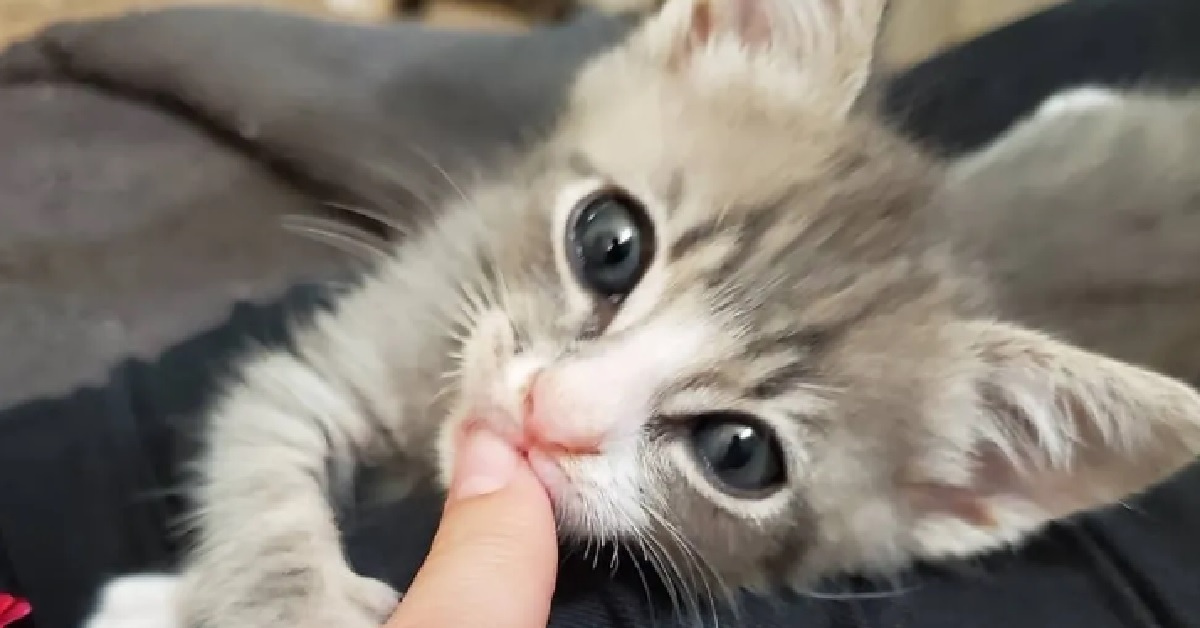 Il salvataggio di un gattino trovato da solo su una veranda (VIDEO)