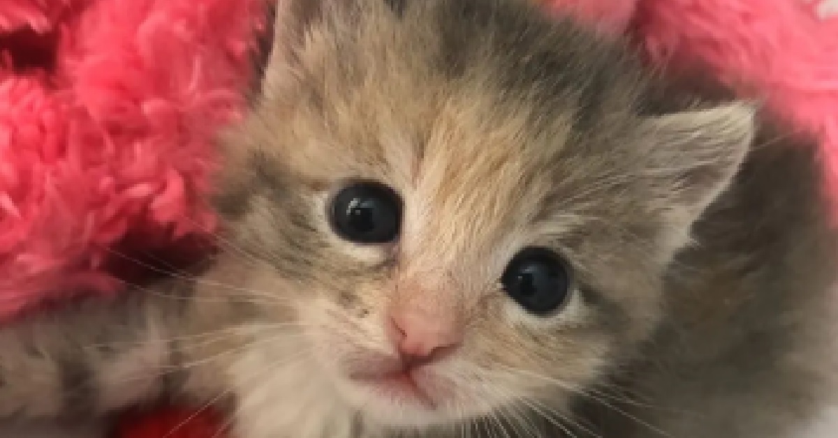 Il salvataggio di un gattino trovato in cantiere; non smise di fare le fusa per la felicità (VIDEO)