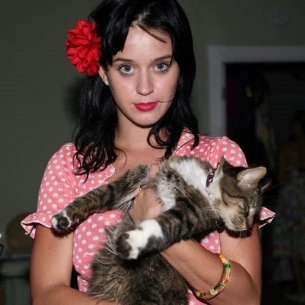 kitty purry katy perry