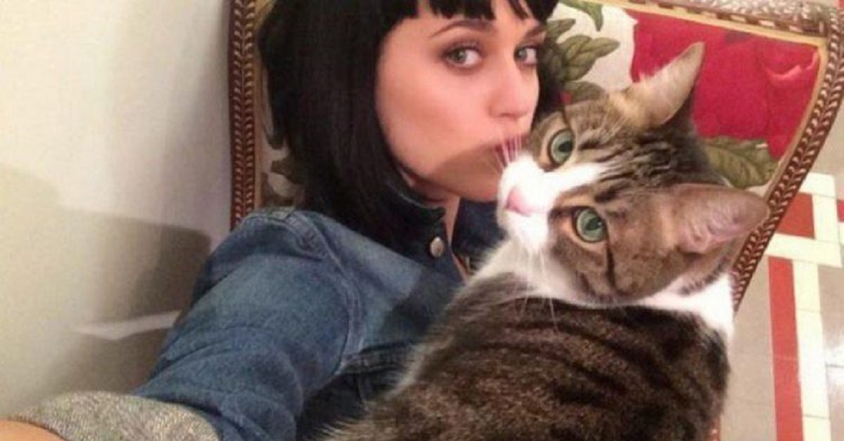 Kitty Purry, la gattina di Katy Perry si è spenta, l’addio della cantante (VIDEO)