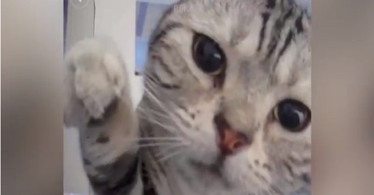 Kuku, il gattino che scopre la webcam del cellulare