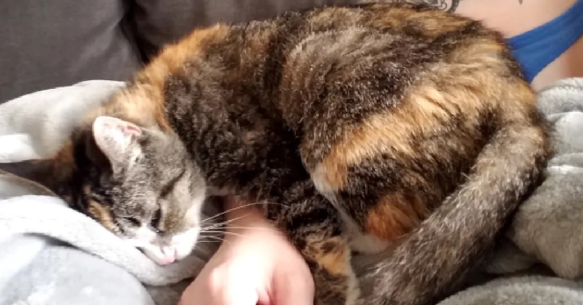 La donna chiede al rifugio il gatto che è rimasto lì più a lungo e trova un gattino sordo che la aspetta