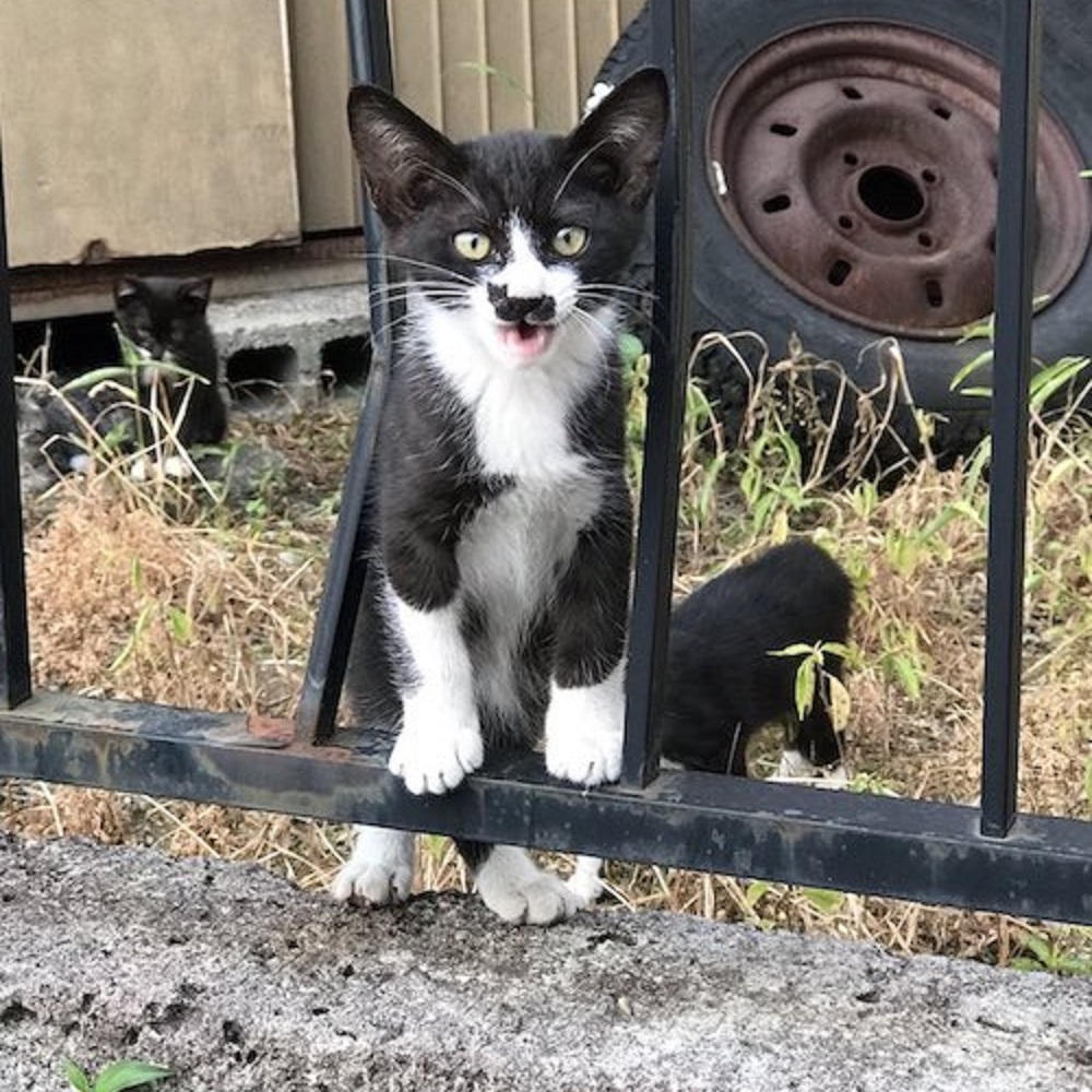 macchia-gatto