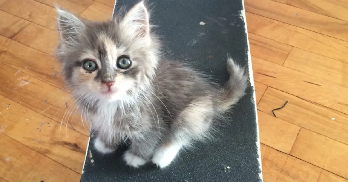 Margot, il gattino salvato da uno skateboarder