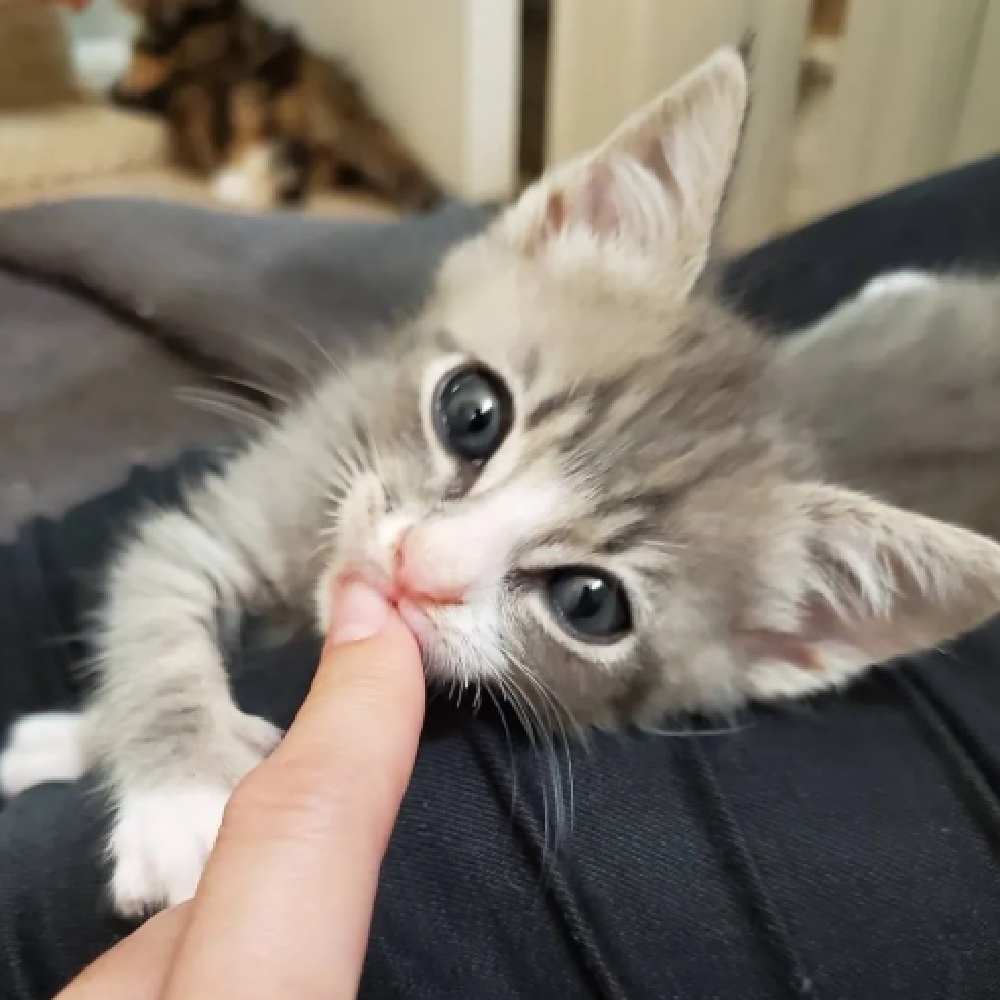 mustang-gatto