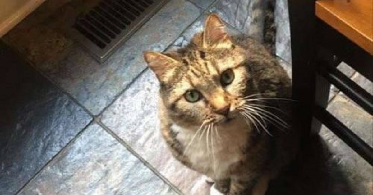 Mylee, la gattina indignata in quarantena (VIDEO)