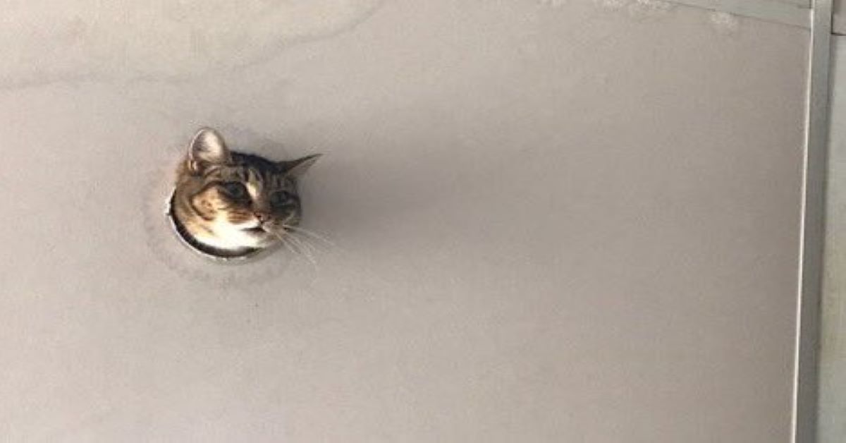 Penny, il gattino trovato nel soffitto di un ufficio