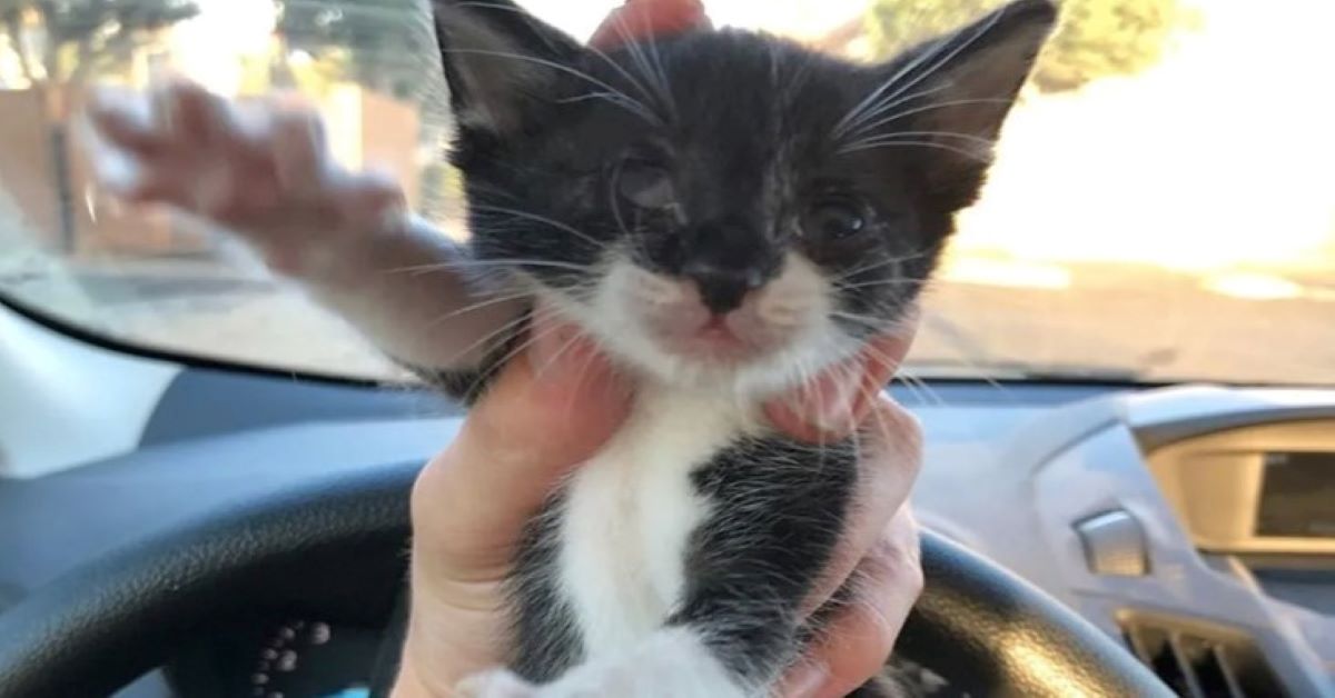 Polly, il gattino intrappolato in un muro (video)