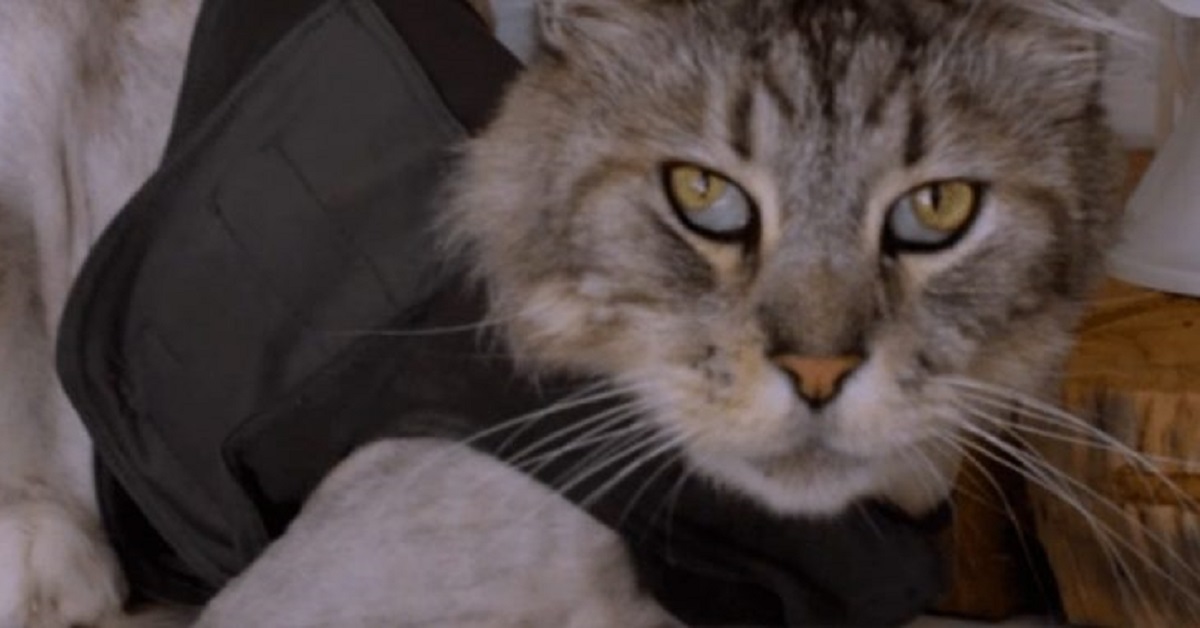 Romeo, il Maine Coon, è il primo gattino con pacemaker (VIDEO)