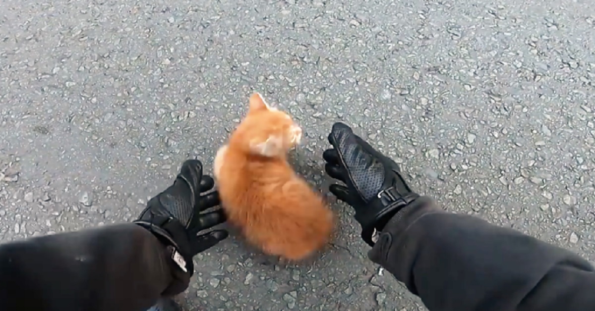 Seta, il gattino salvato da un motociclista (video)