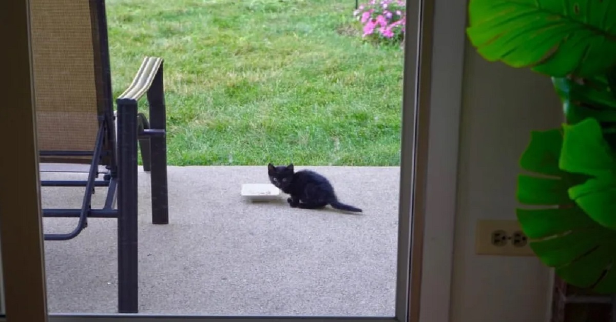 Smucci, il gattino trovato in giardino (video)
