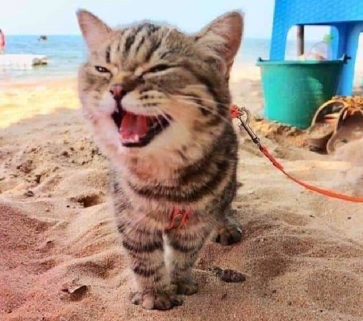 spiaggia-gattino-sabbia