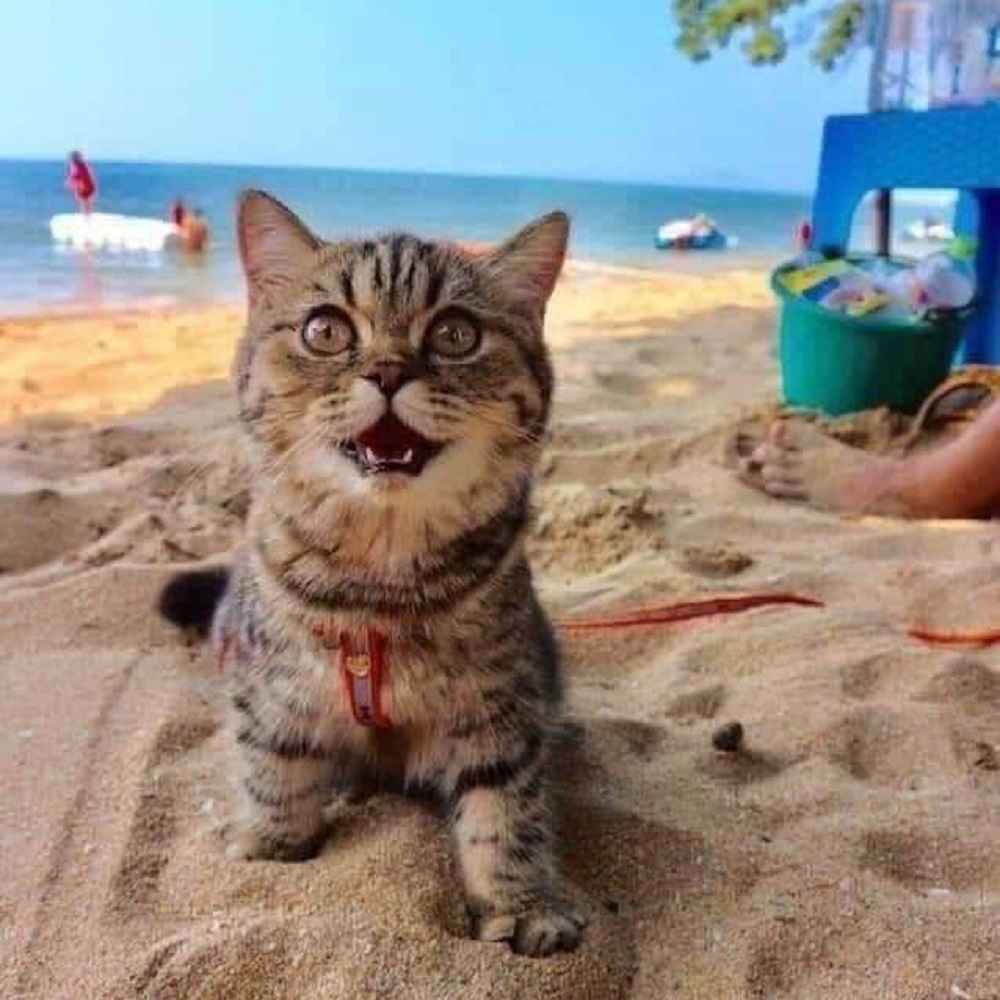 spiaggia-gattino-sorriso