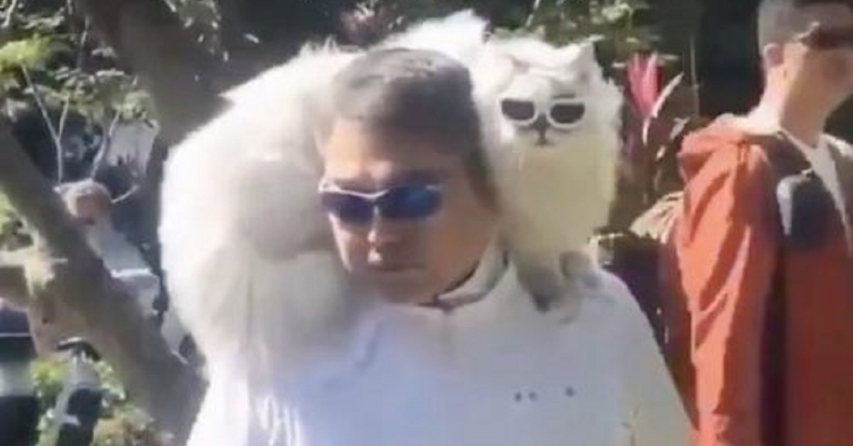 Un gatto siamese gigante si fa una passeggiata sulla spalla del suo umano (VIDEO)
