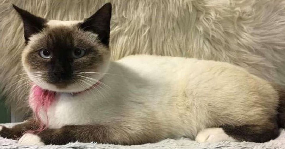 Violet, il gatto abbandonato con un biglietto