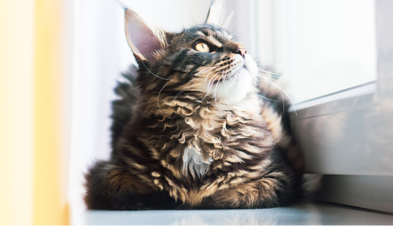 Maine coon