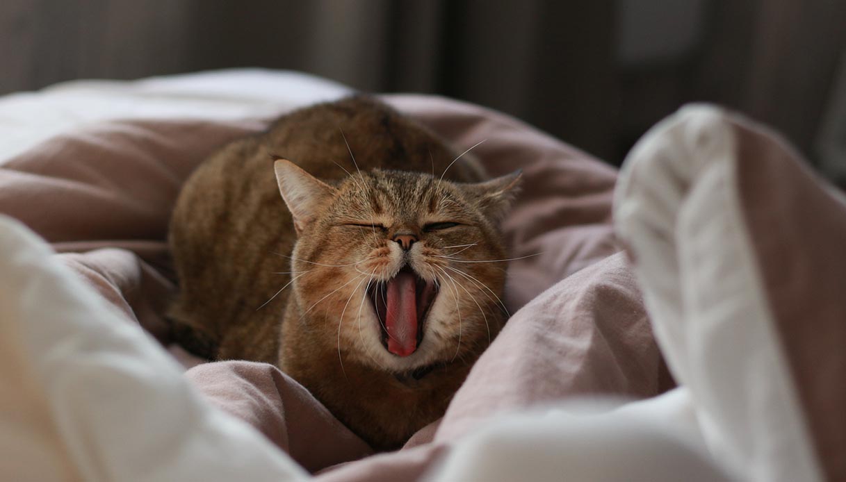 gatto alitosi
