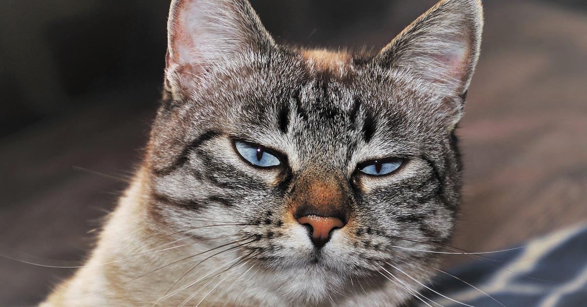 gatto a contatto con alcol