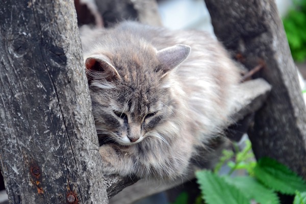 gatto sta male per alcol