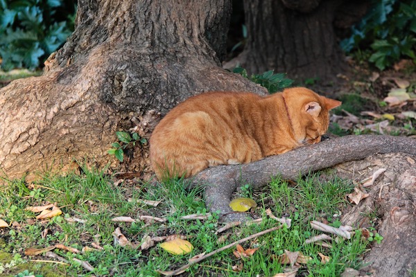 Gatto sta male