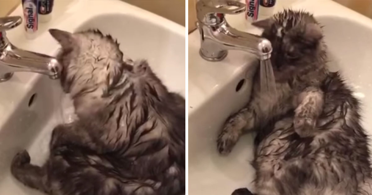 Baby, il gattino che ama fare il bagno nel lavandino (video)