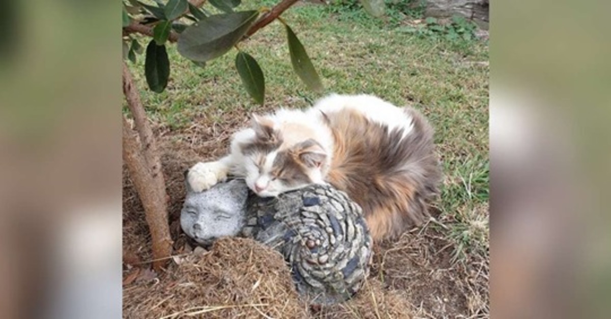 Baby la gattina innamorata di una decorazione a forma di gatto