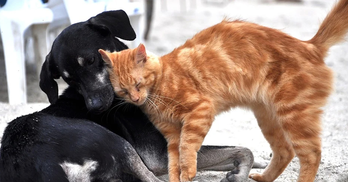 Gatto coccole con cane