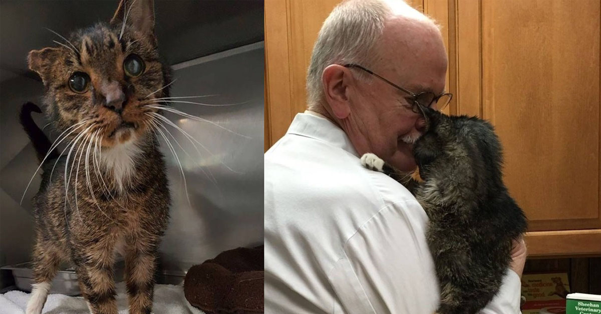 Barnaby, il gattino che a 15 anni ha finalmente conosciuto l’amore