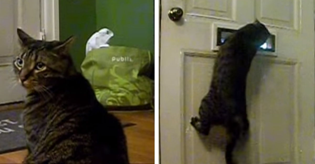 Baron, il “gattino postino” che prende al volo la posta che sbuca dalla buca delle lettere (video)