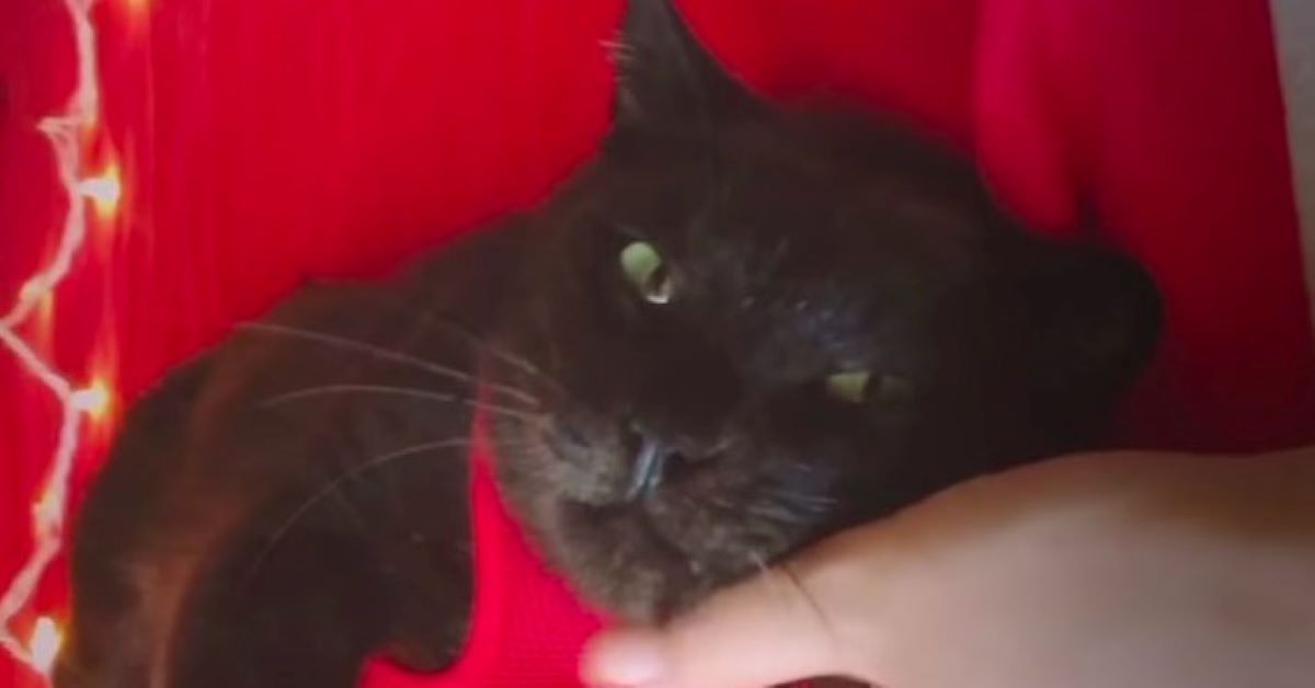 Basil, il gattino salvato dalla strada (video)