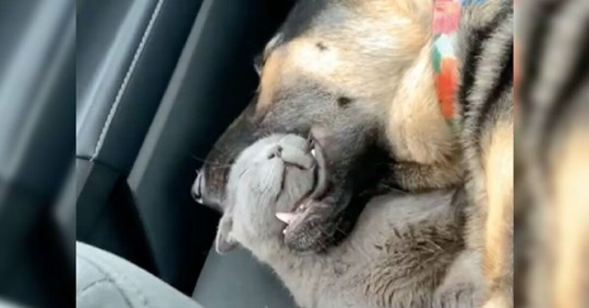 Bella, la gattina che si addormenta nella bocca del suo amico Pastore Tedesco (VIDEO)