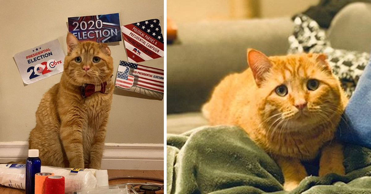 BenBen, il gattino salvato un attimo prima dell’eutanasia che oggi è una star (video)