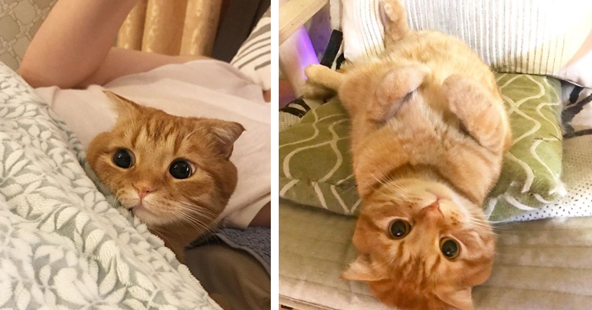 Benny, il gattino con il faccino tondo che piace tanto sul web (foto e video)