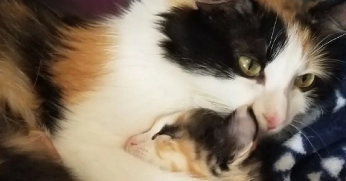 Callie, la gatta incinta che è entrata in un appartamento ed è stata adottata(video)