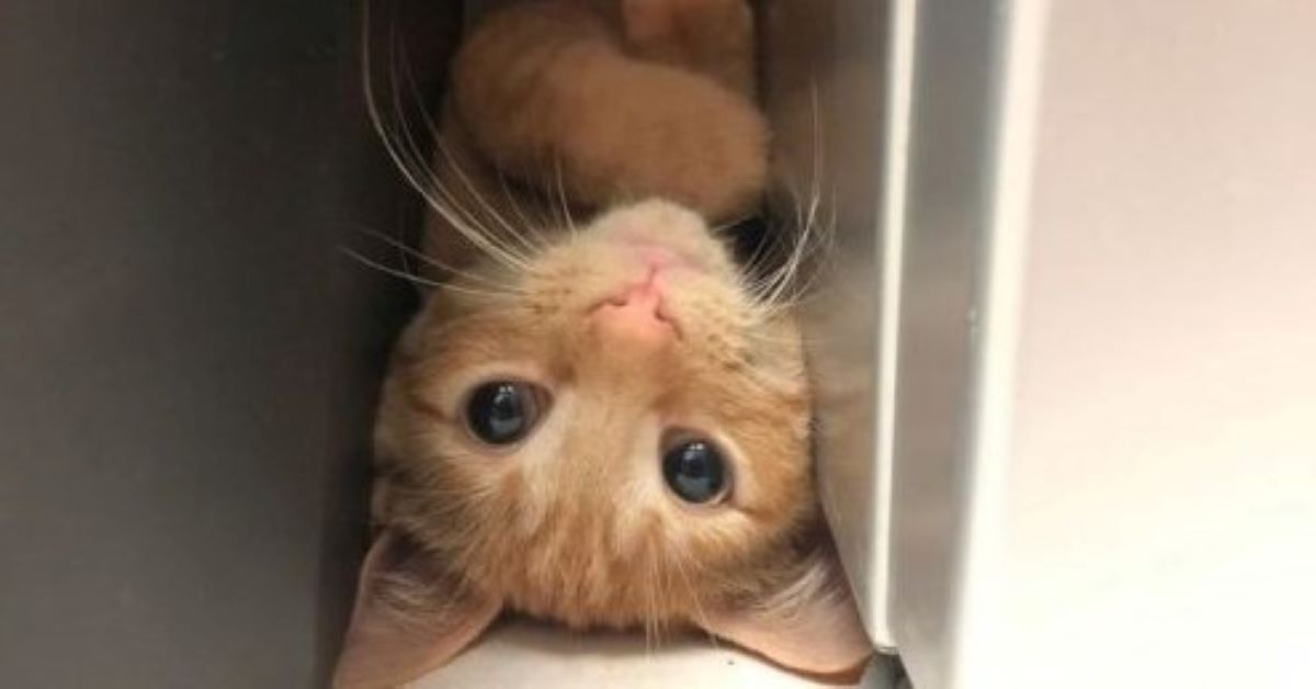 Carrot, il gatto che sta sempre vicino al frigorifero
