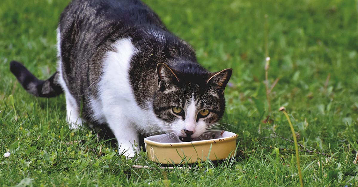 Cibo per gatti, come mantenerlo sempre fresco