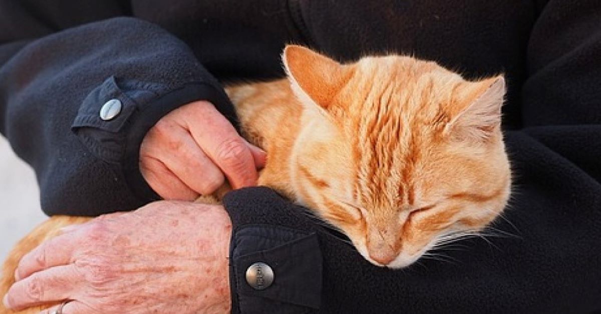 Coco, il gatto che ha salutato un uomo per l’ultima volta