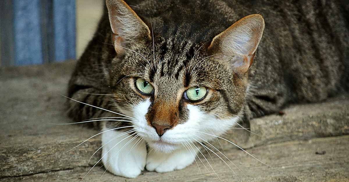 Come pulire una lettiera per gatti, per bene