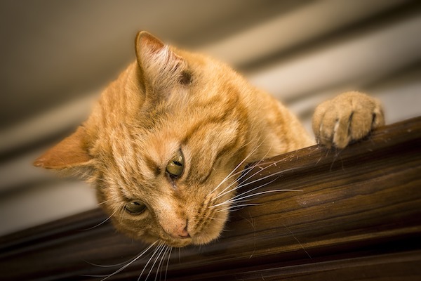 gatto fa bisogni in lettiera