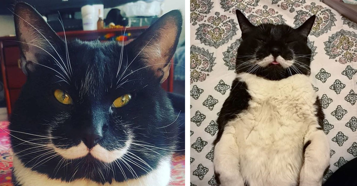 Dalì, il gattino che sembra la reincarnazione dell’artista (video)