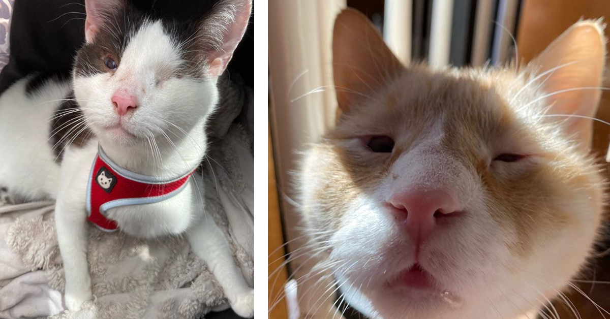 Edgar e Humphrey, i due gattini fratelli con problemi di vista che sono riusciti a riunirsi (video)