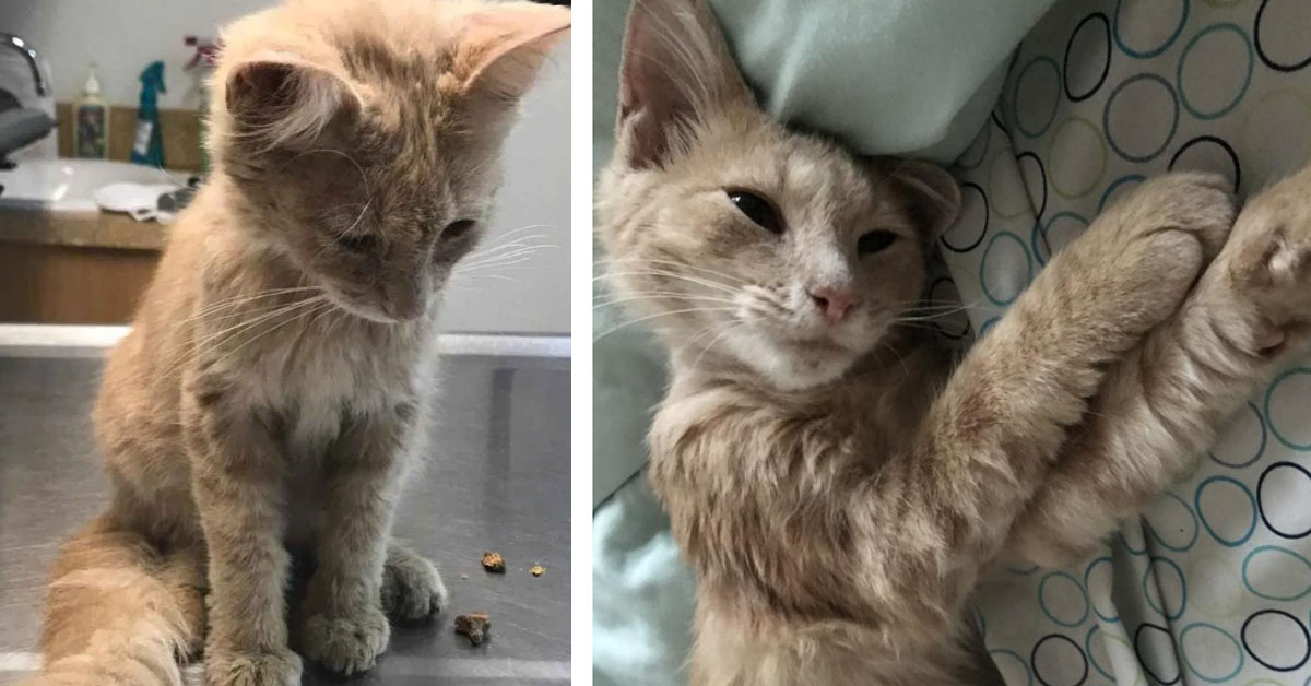 Fajita, il gattino che ha aiutato il suo proprietario a ritrovare la felicità