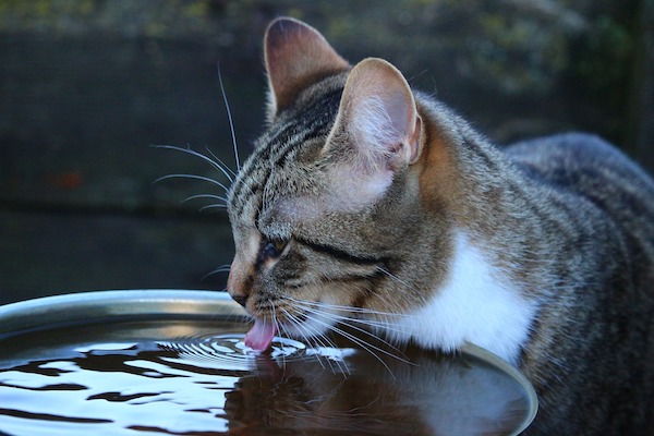 come far bere il gatto