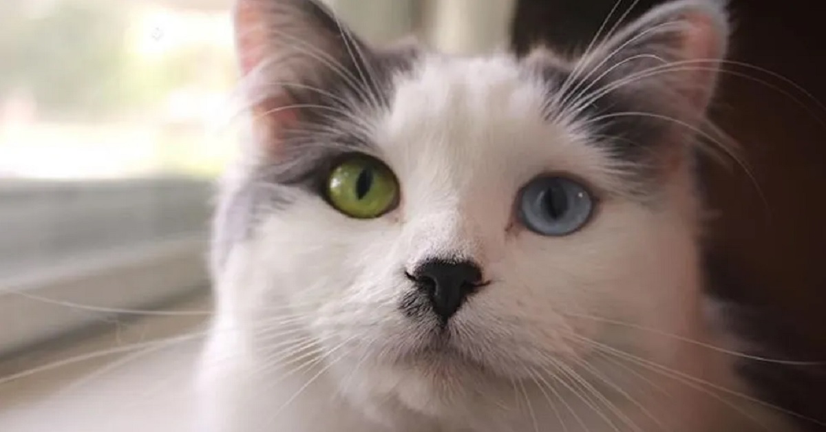 Fluffy, il gattino randagio ha trovato casa (video)